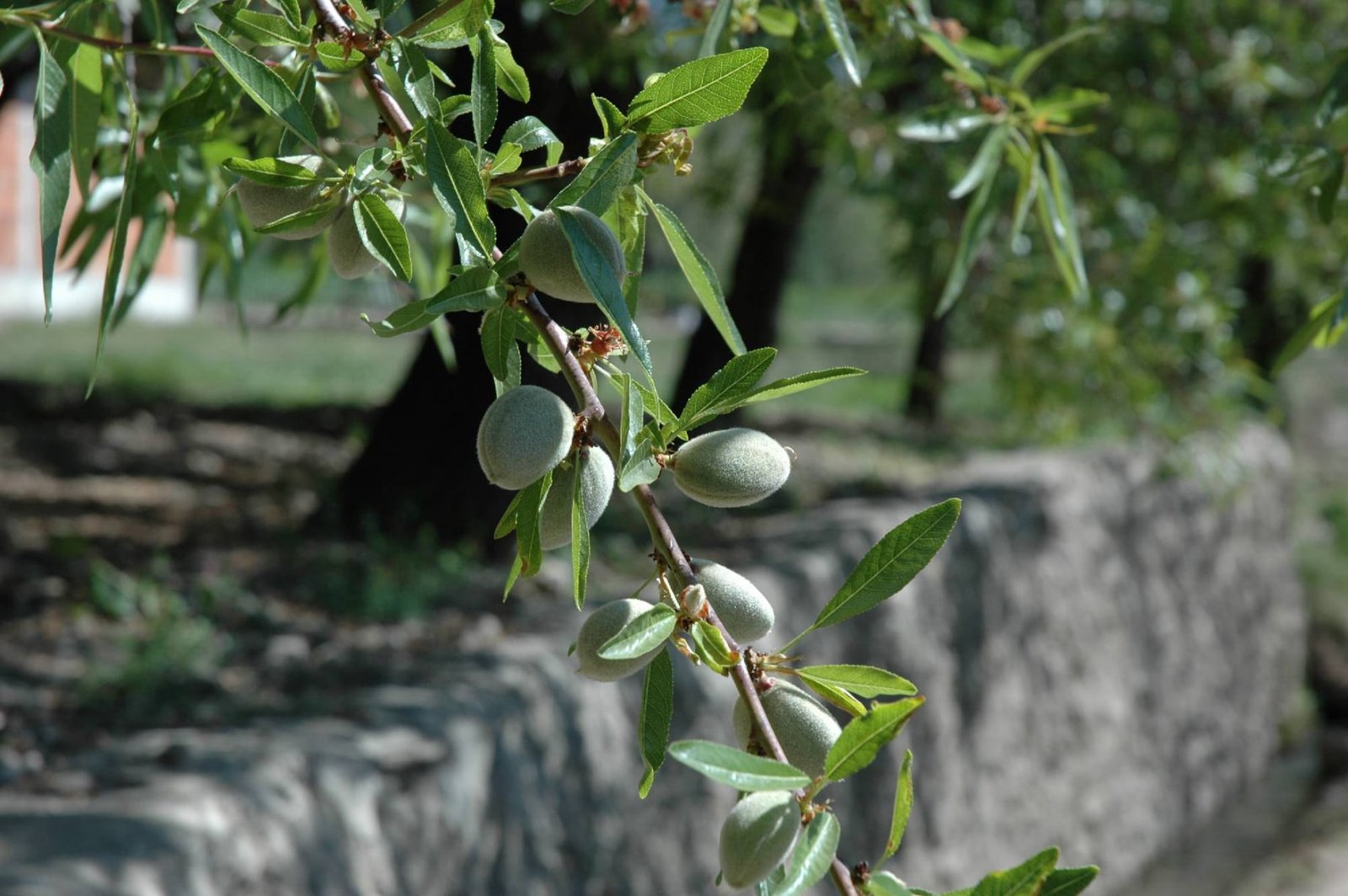 Petimezas Nuts